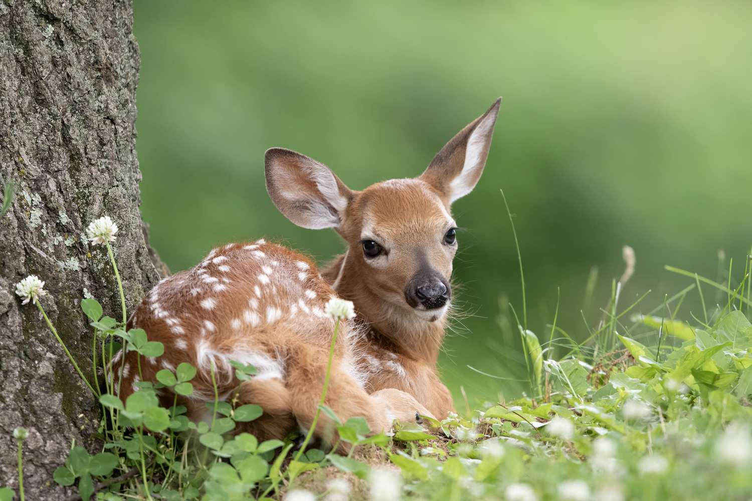 A young deer lying beside a tree among grass and flowers
