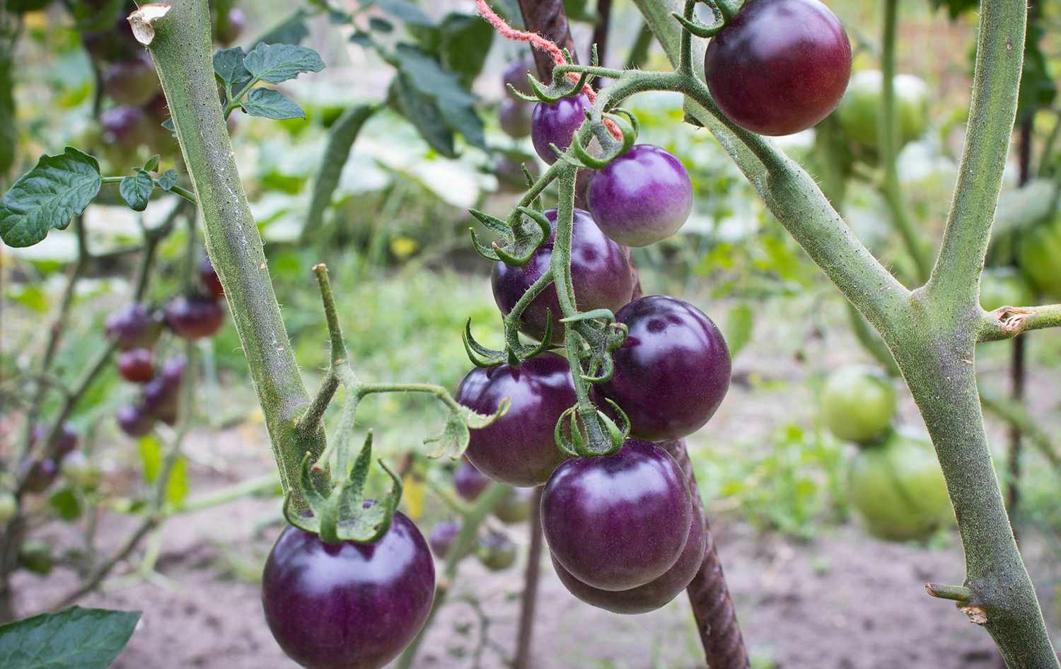 Ripe purple tomatoes on vine
