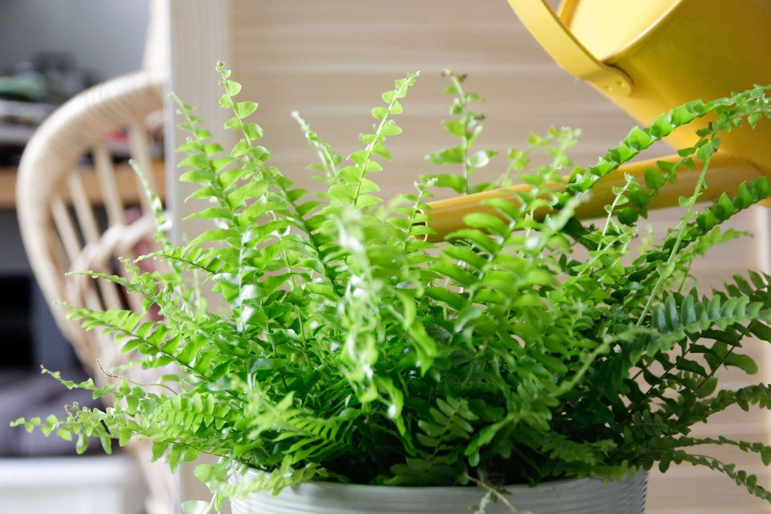 A lush potted fern being watered by a yellow watering can indoor setting visible in the background