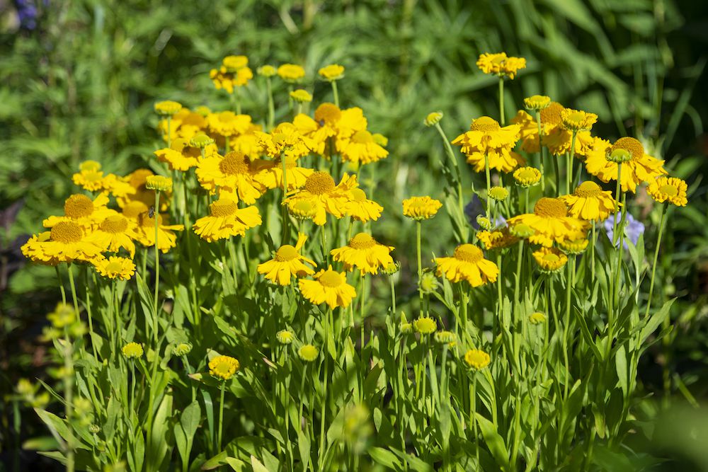 Helenium flowers
