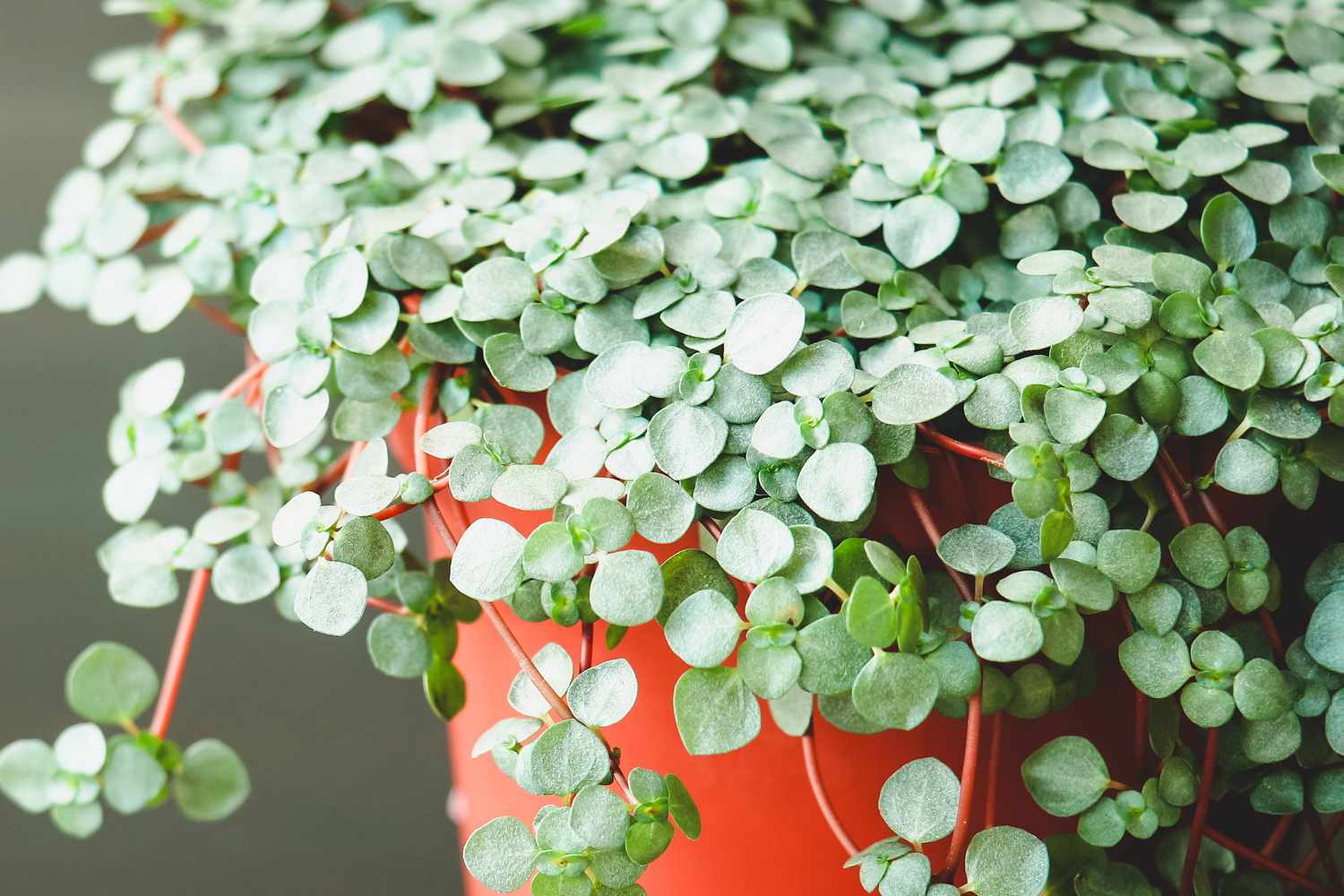 Pilea Glauca