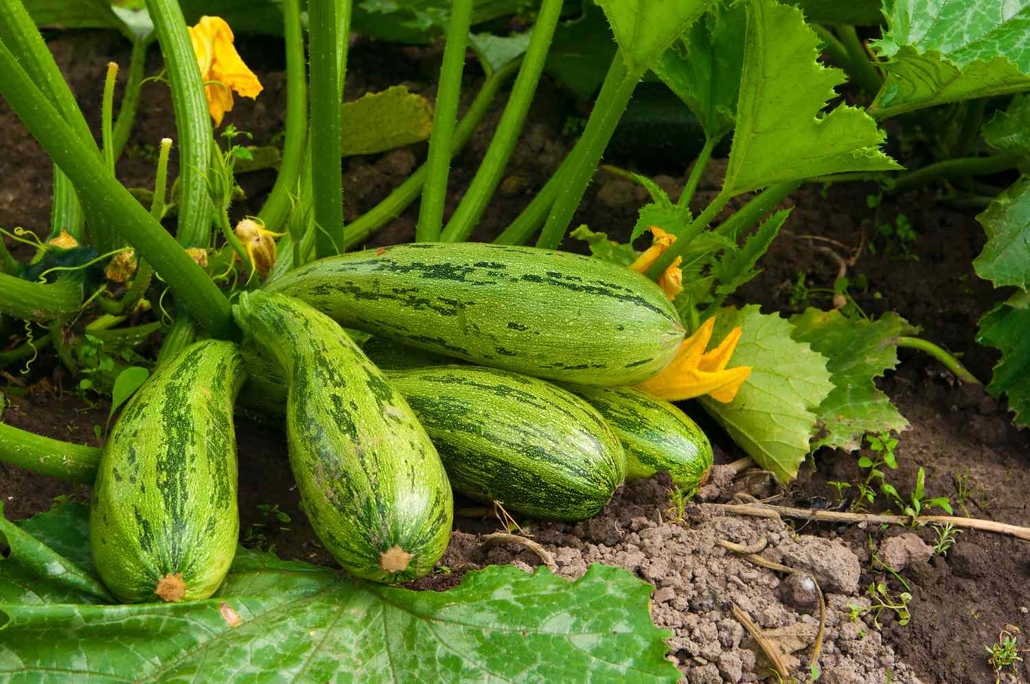 Closeup of marrow squash in a garden
