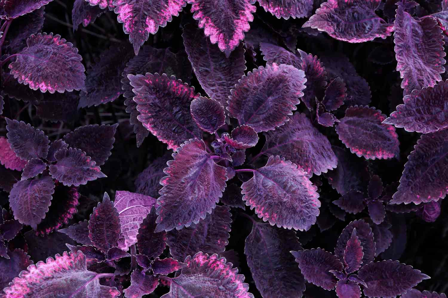 Coleus purple