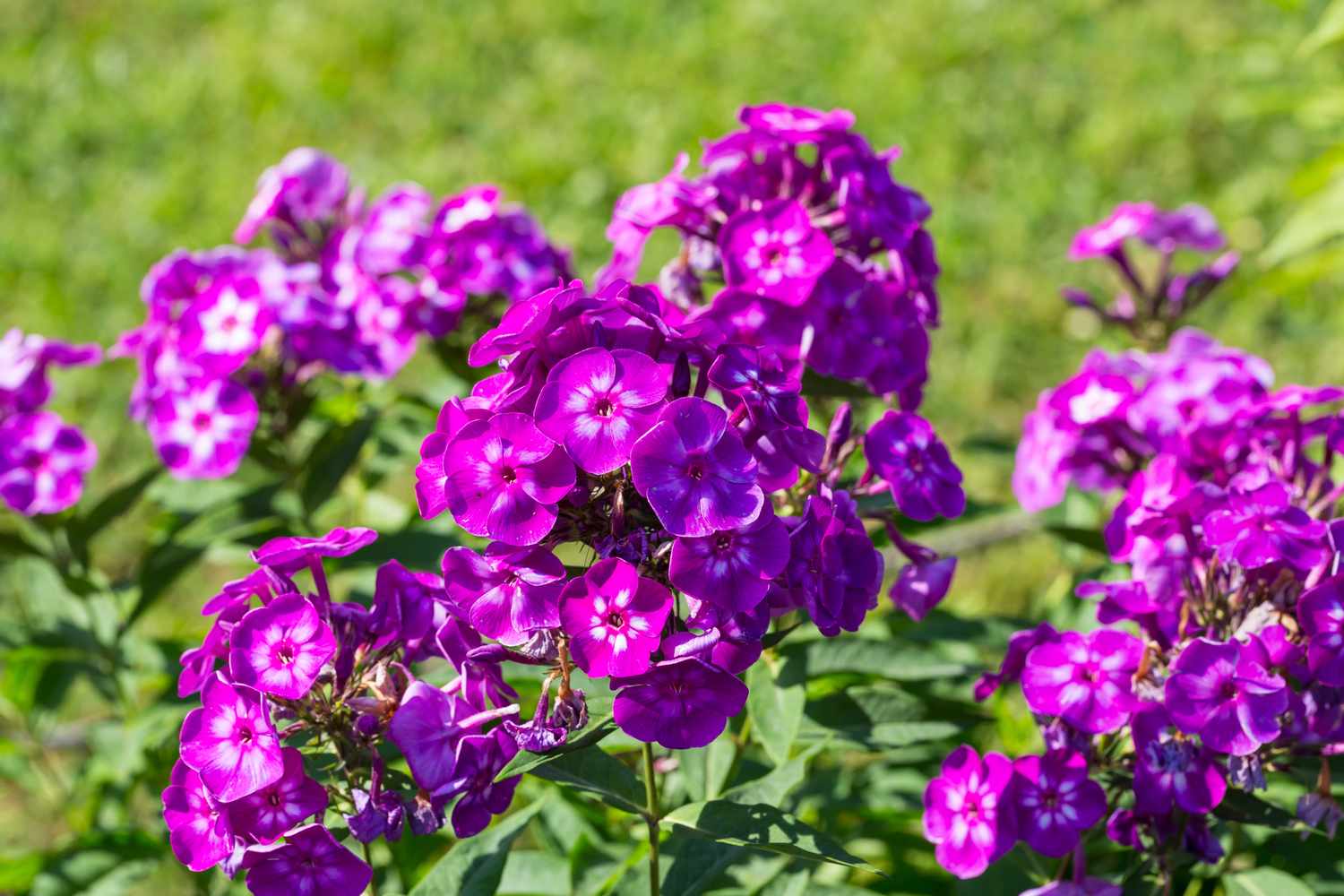 Cluster of purple phlox flowers in a garden setting