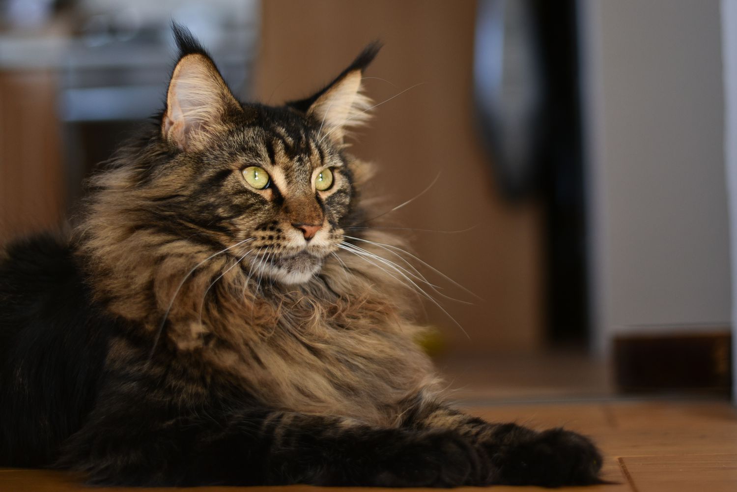 maine coon cat