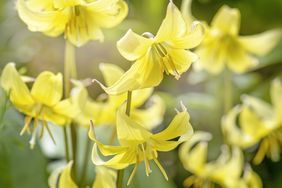Blooming yellow flowers in a garden setting showcasing multiple blossoms with a soft natural background