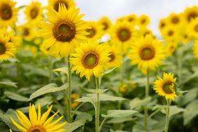 Sunflowers