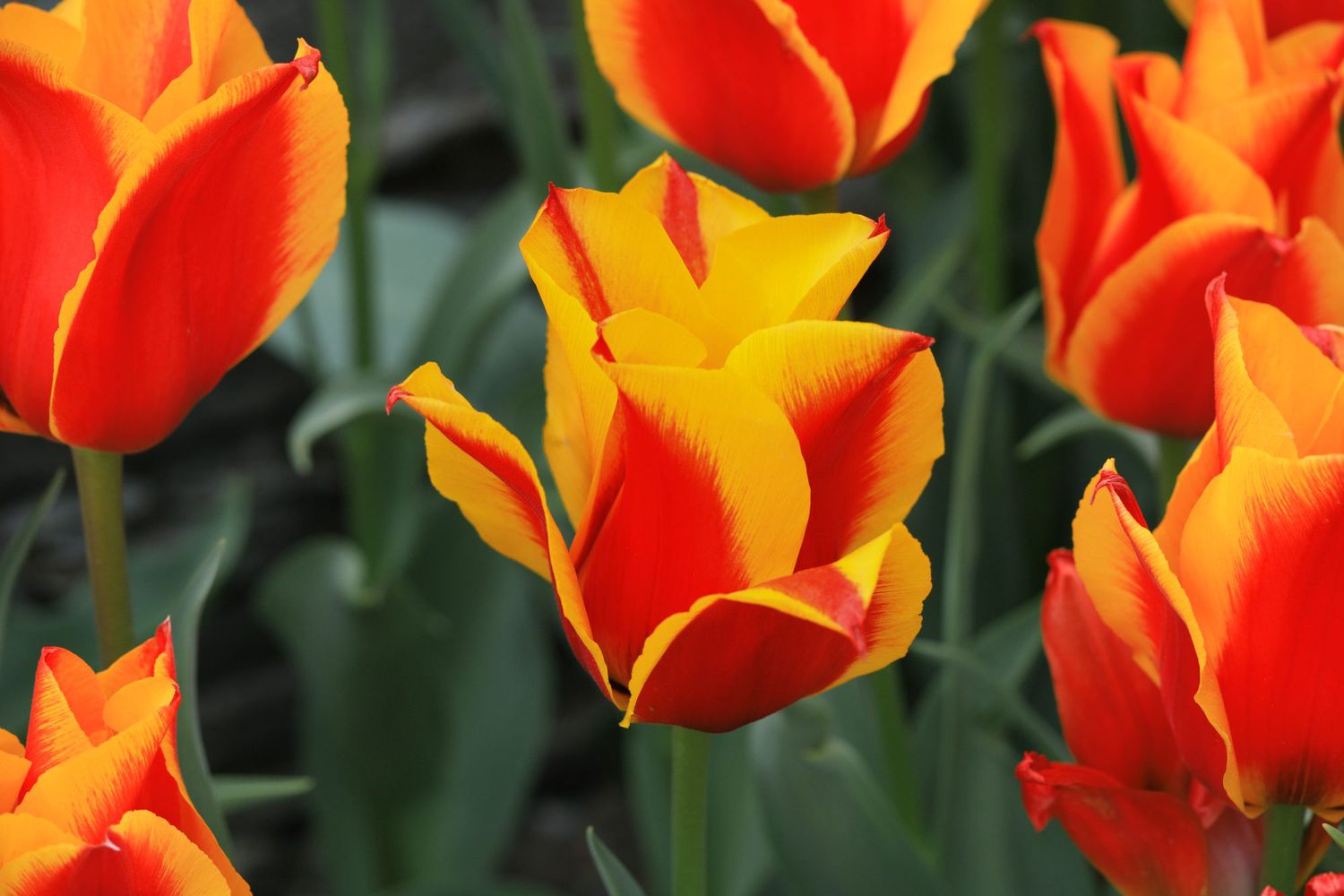 orange and red greigii tulips