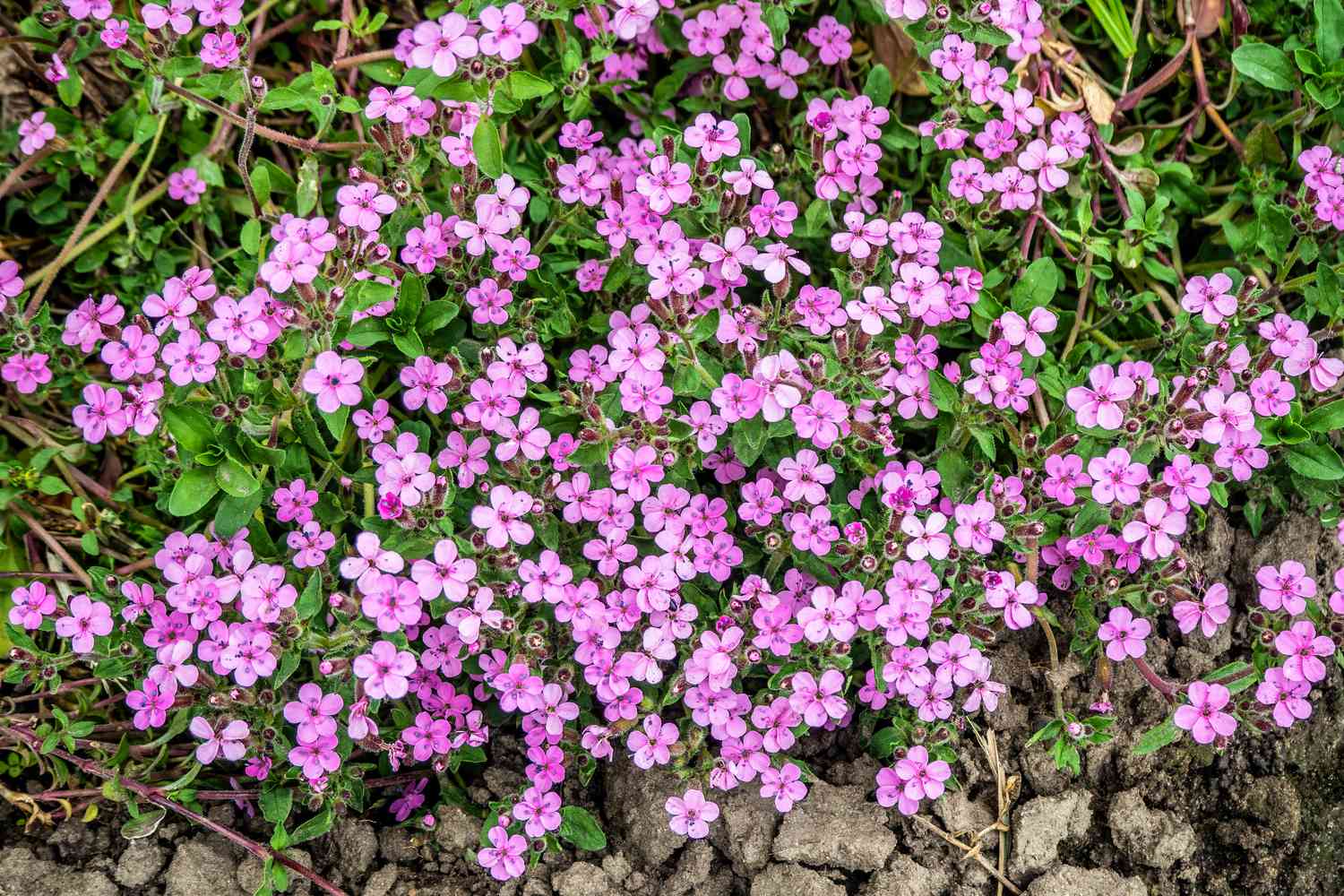 soapwort flowers