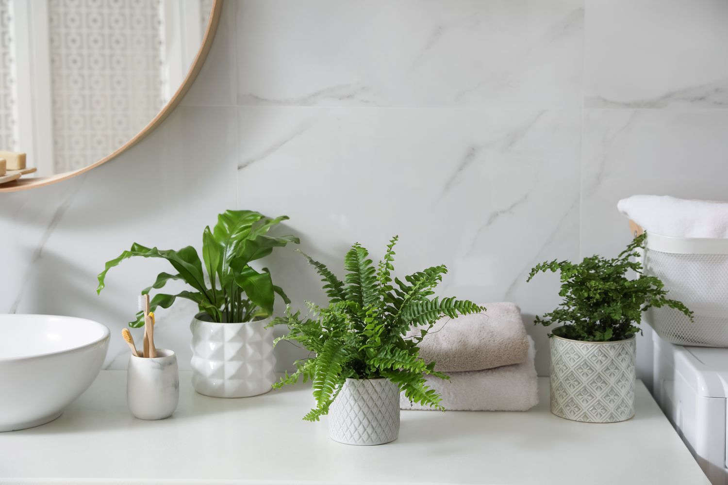 Plants in bathroom