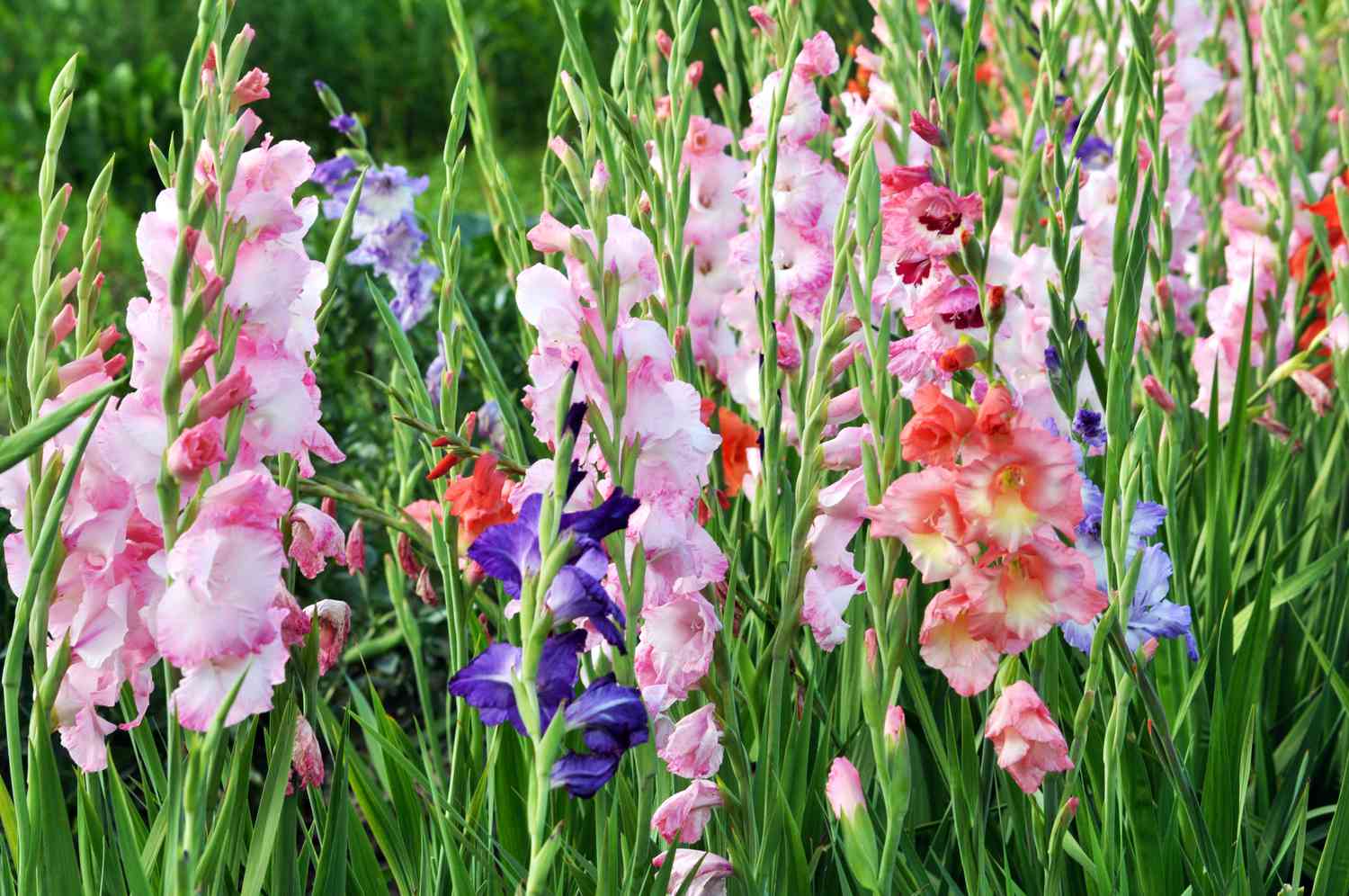 a field of colorful gladiolus