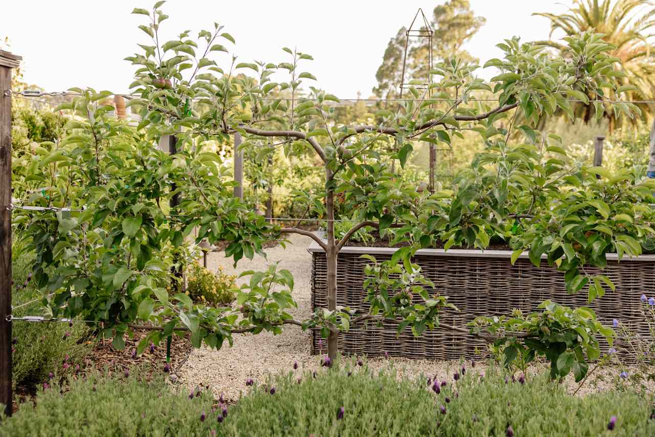 Espalier Fence