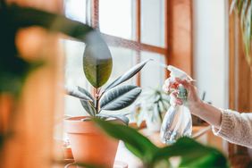 hand spraying mist on potted houseplant