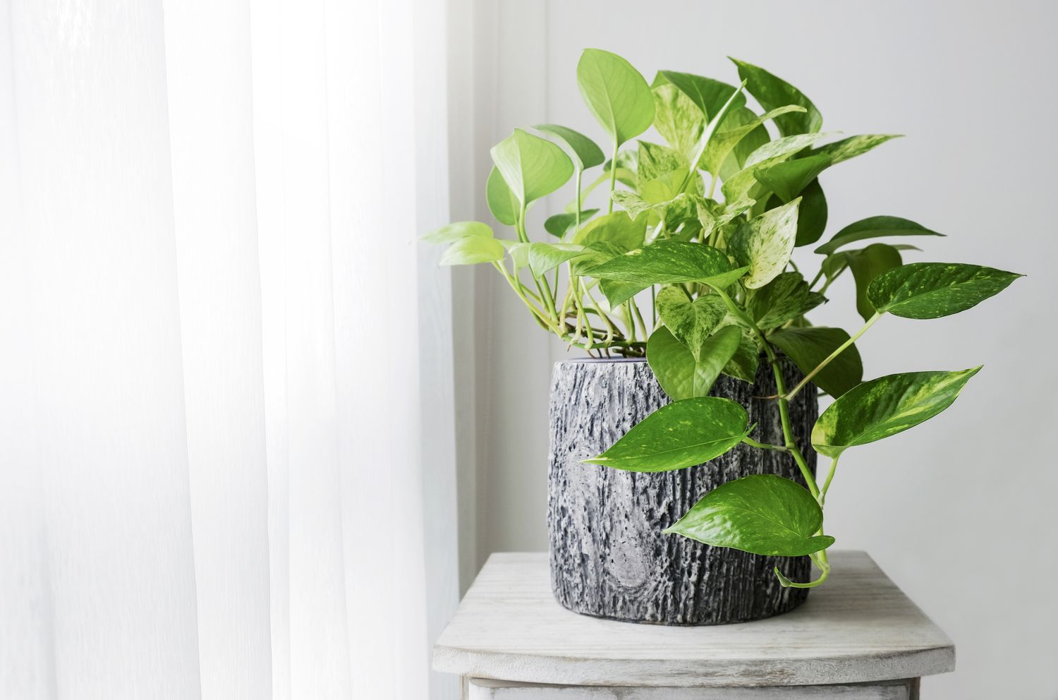 potted pothos plant on a stand near a window