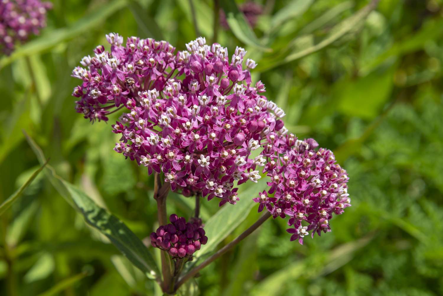 Closeup of a flowering plant with clusters of small blossoms in a natural outdoor setting