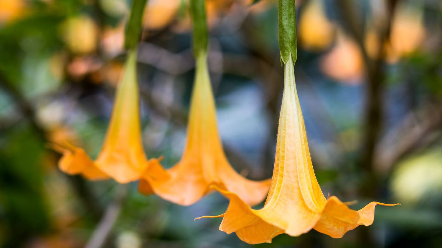 Angel's Trumpet