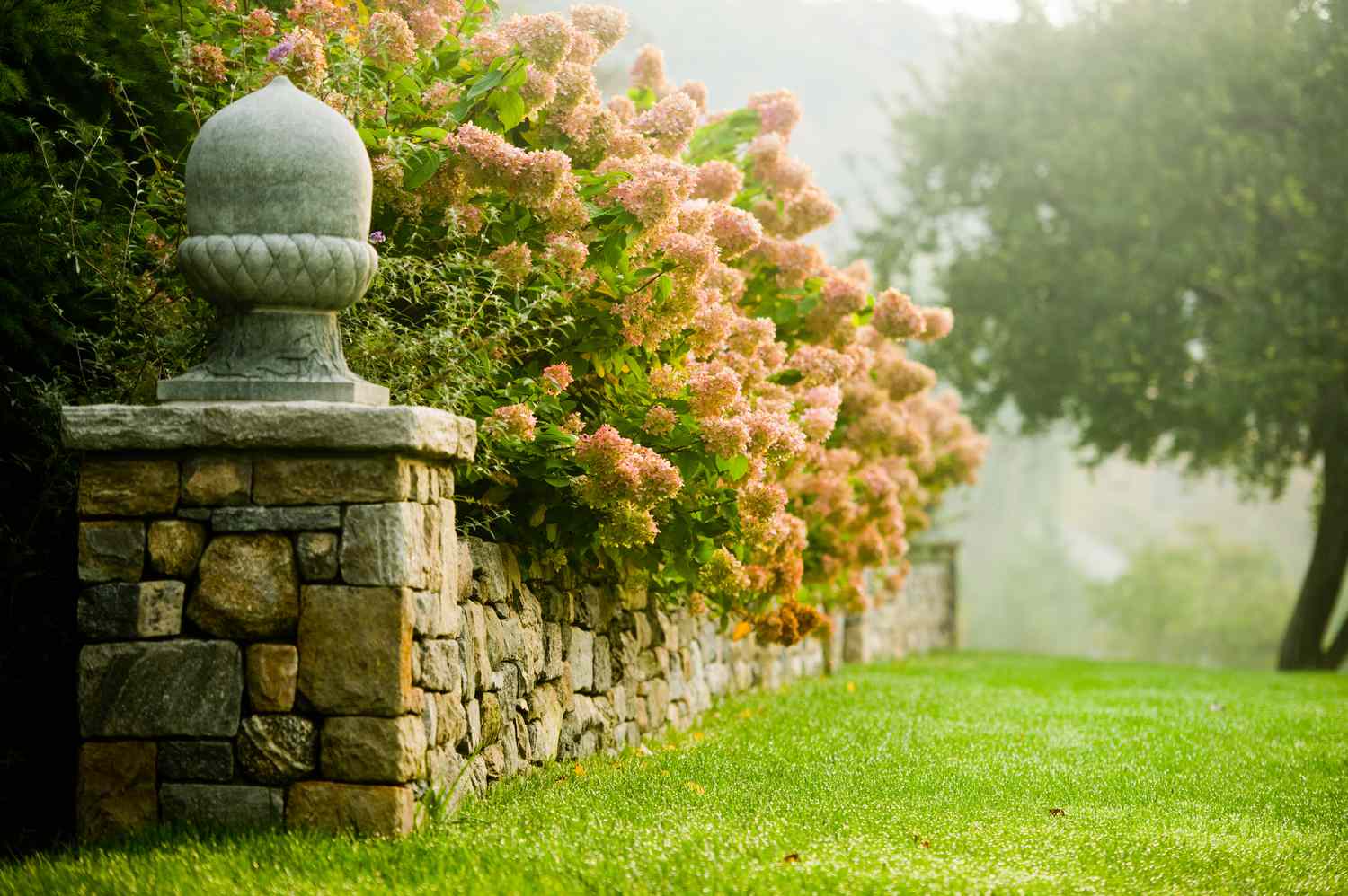 Stone wall with hydrangeas