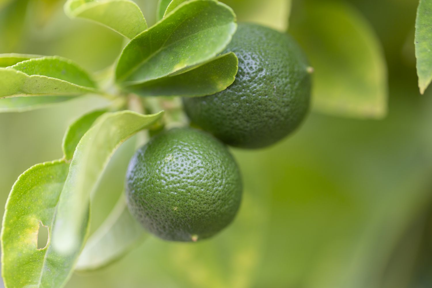 dwarf lime tree