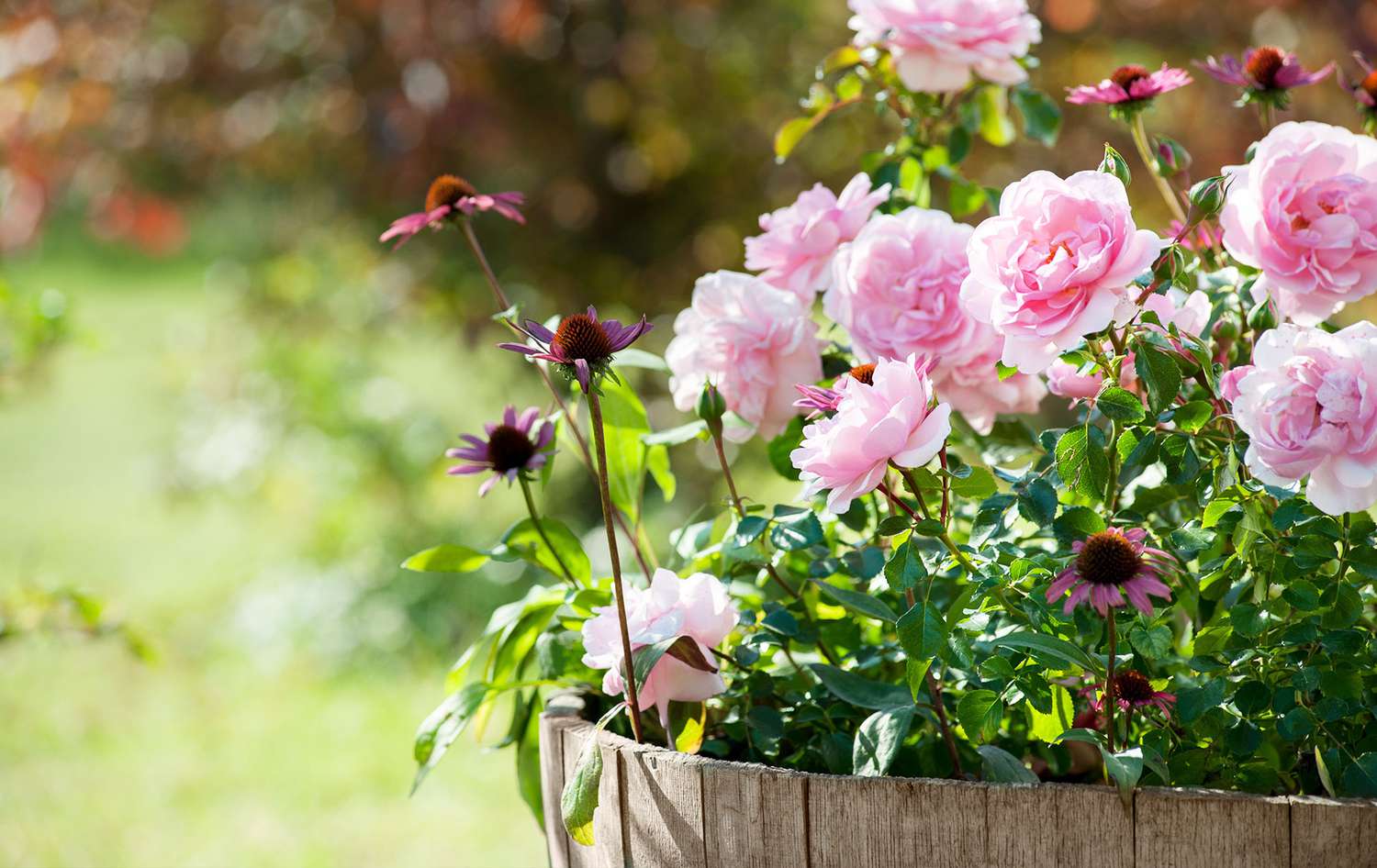 Roses in pot with coneflowe