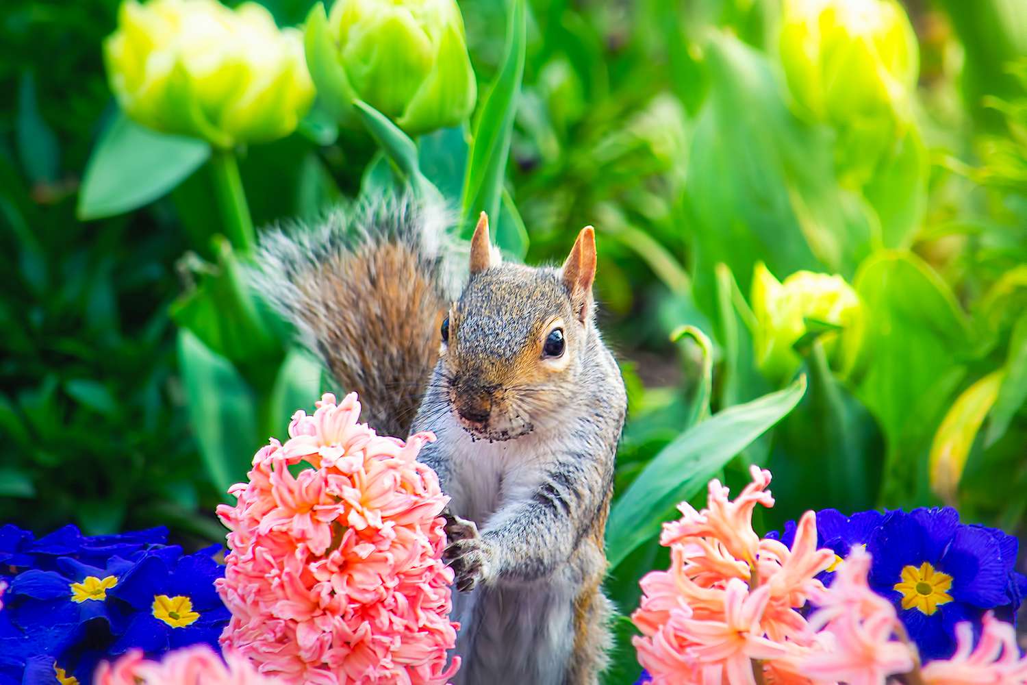 Squirrel eating flowers