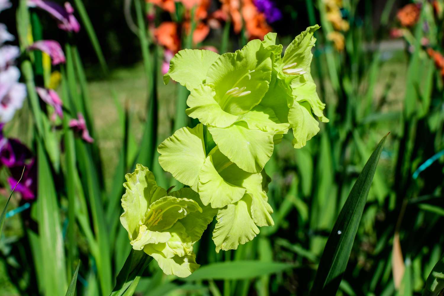Green Gladiolus