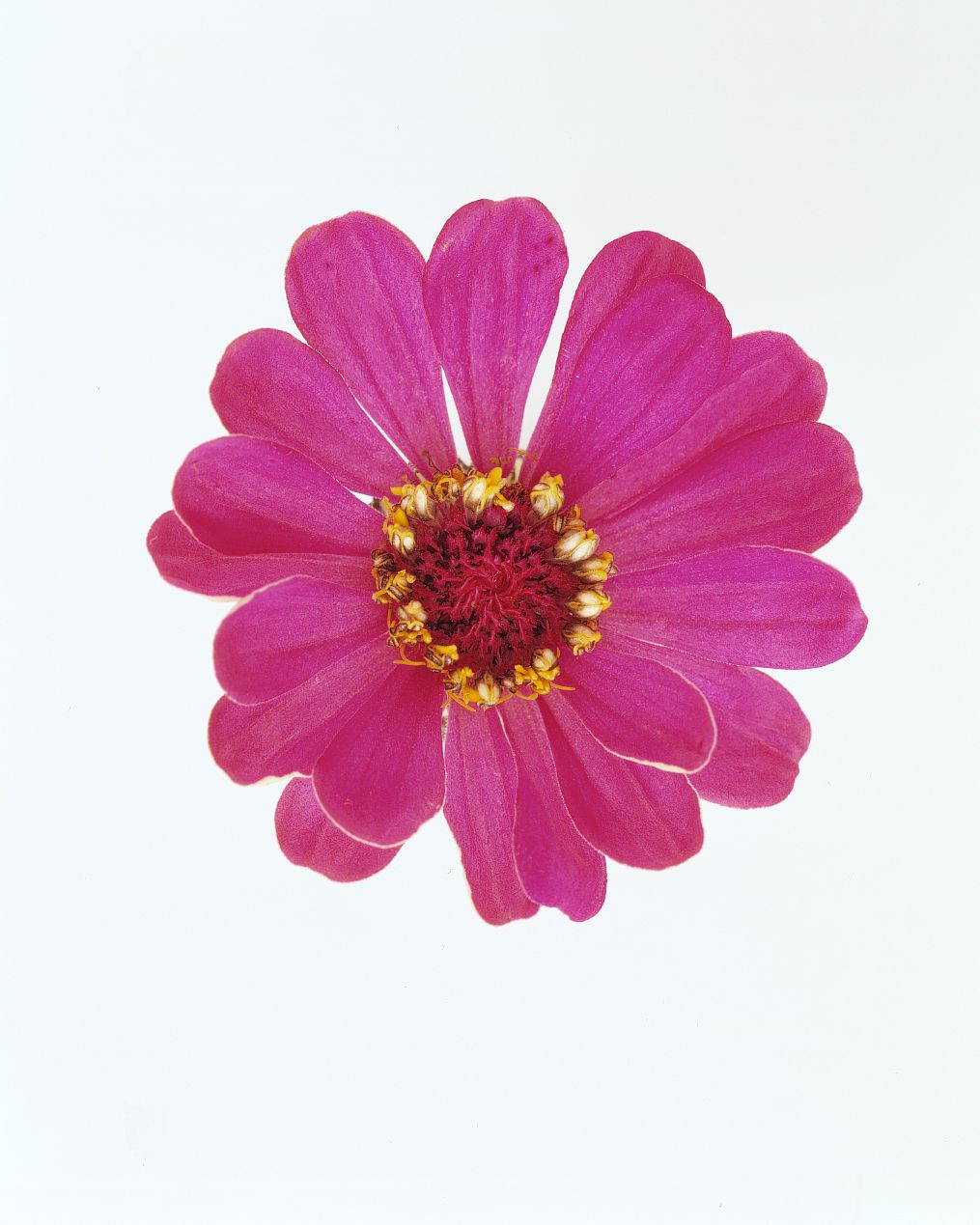 flower-glossary-zinnia-magenta-a98432-0415.jpg