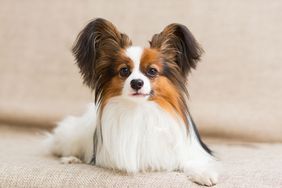 Papillon dog on couch
