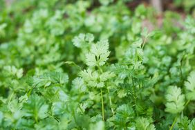 Fresh cilantro plants growing in a garden