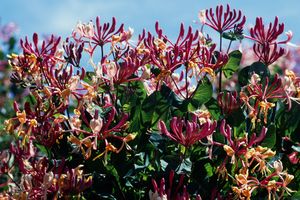 A cluster of Japanese honeysuckle flowers in bloom with green leaves and a blue sky in the background
