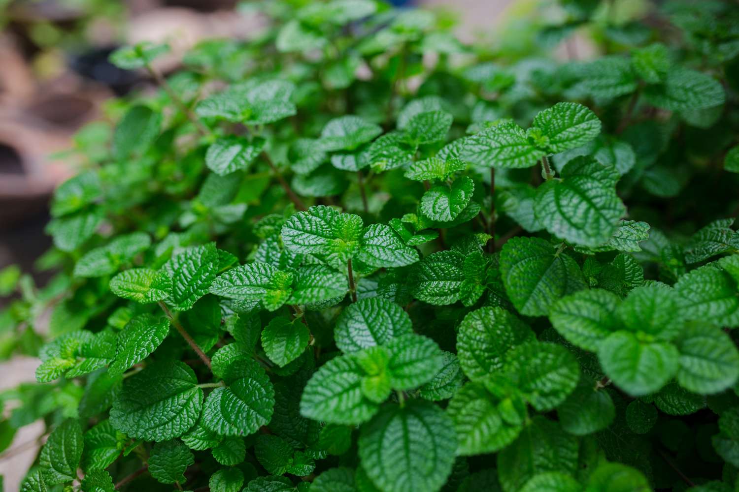 Peppermint plant