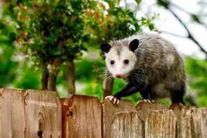 An opossum perched on a wooden fence with greenery in the background