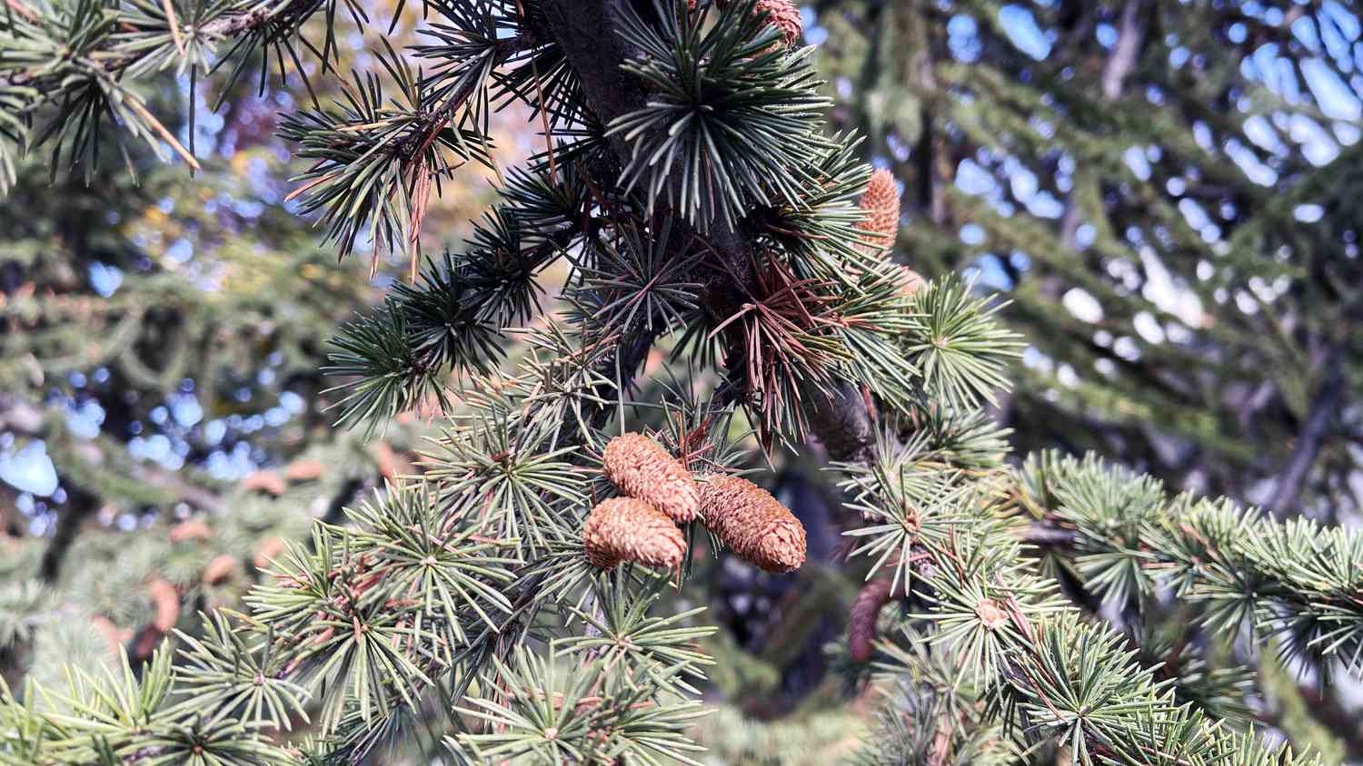 Close up of cedar tree leaves and pine cones