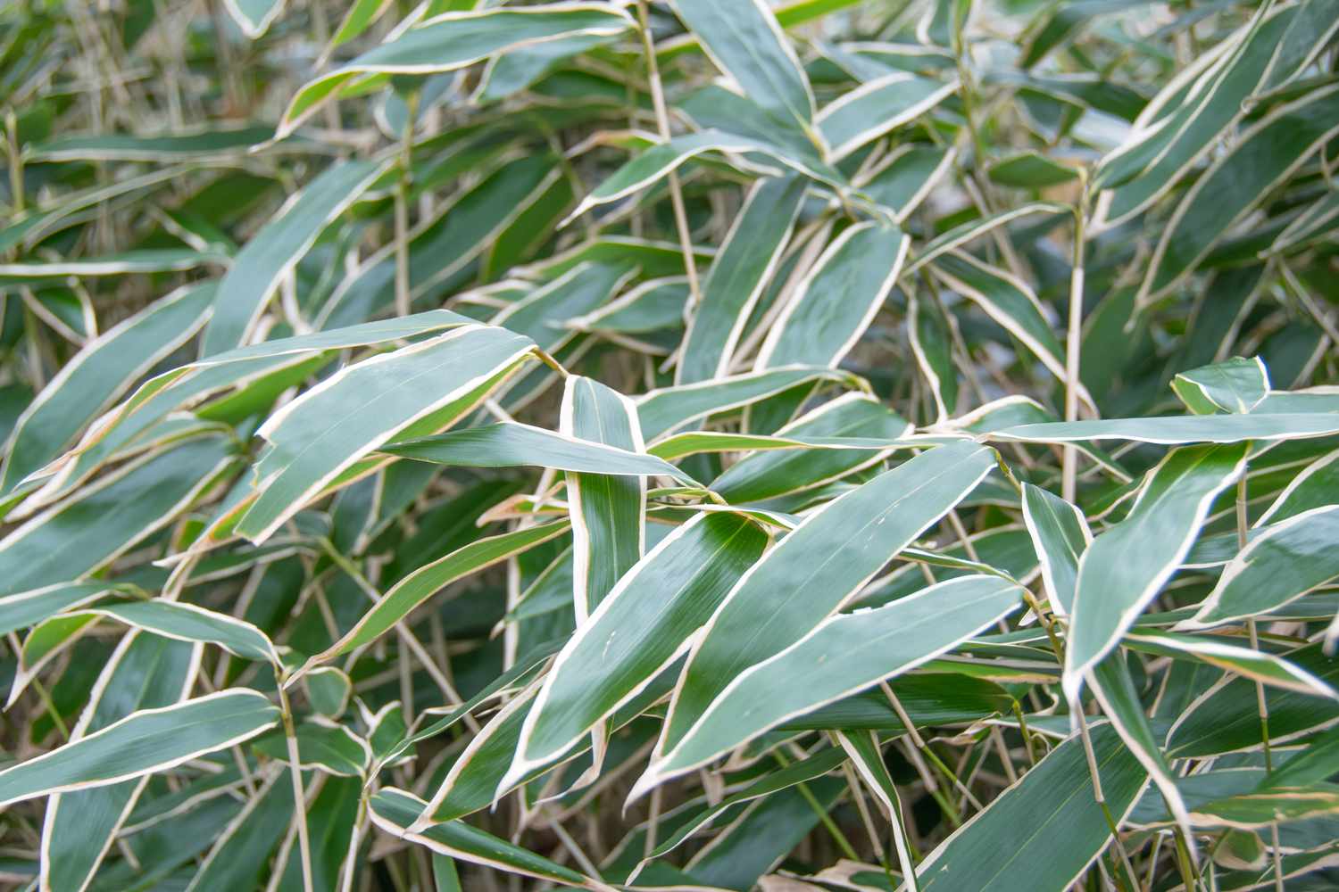 Cleyera leaves