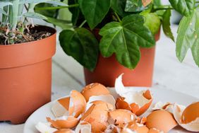 Eggshells on a plate beside potted houseplants