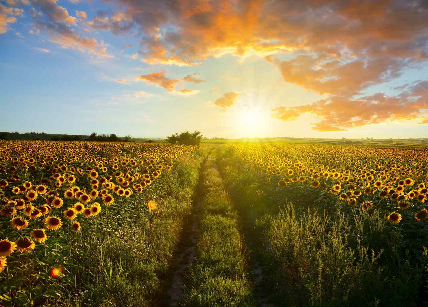 sunflower fields in Sussex County, New Jersey