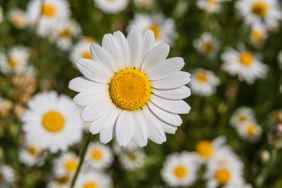 Marguerite Daisy