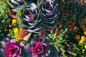 Ornamental cabbage among colorful flowers