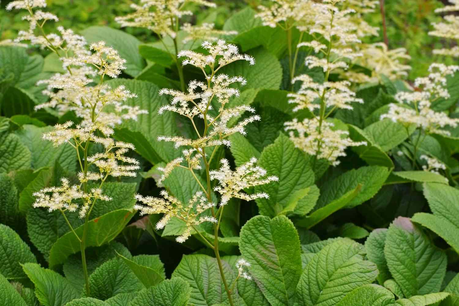 Finger-leaf Rodgersia