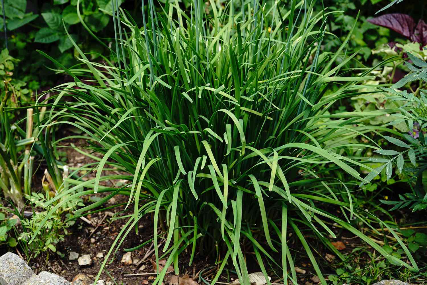 Chive foliage