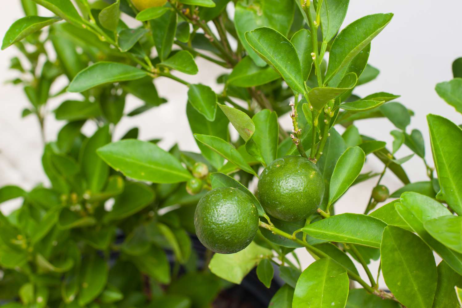 lime tree indoors