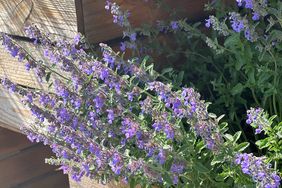 Purple flowering plant in a container outdoors