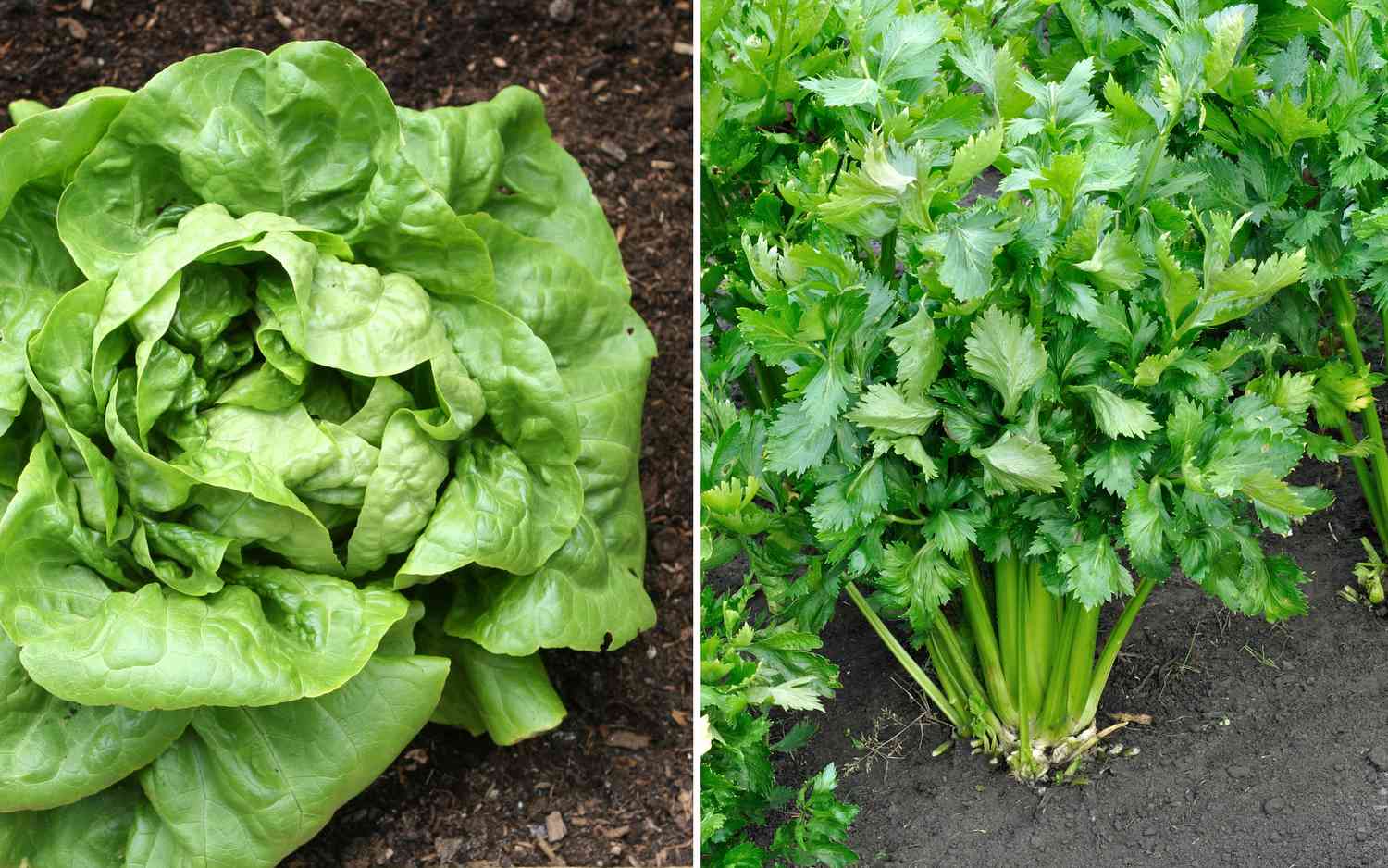 Lettuce and celery growing
