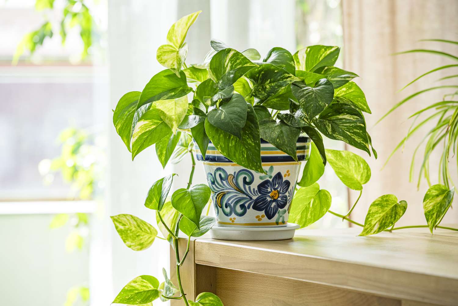 Pothos houseplant in a flower pot. Epipremnum aureum