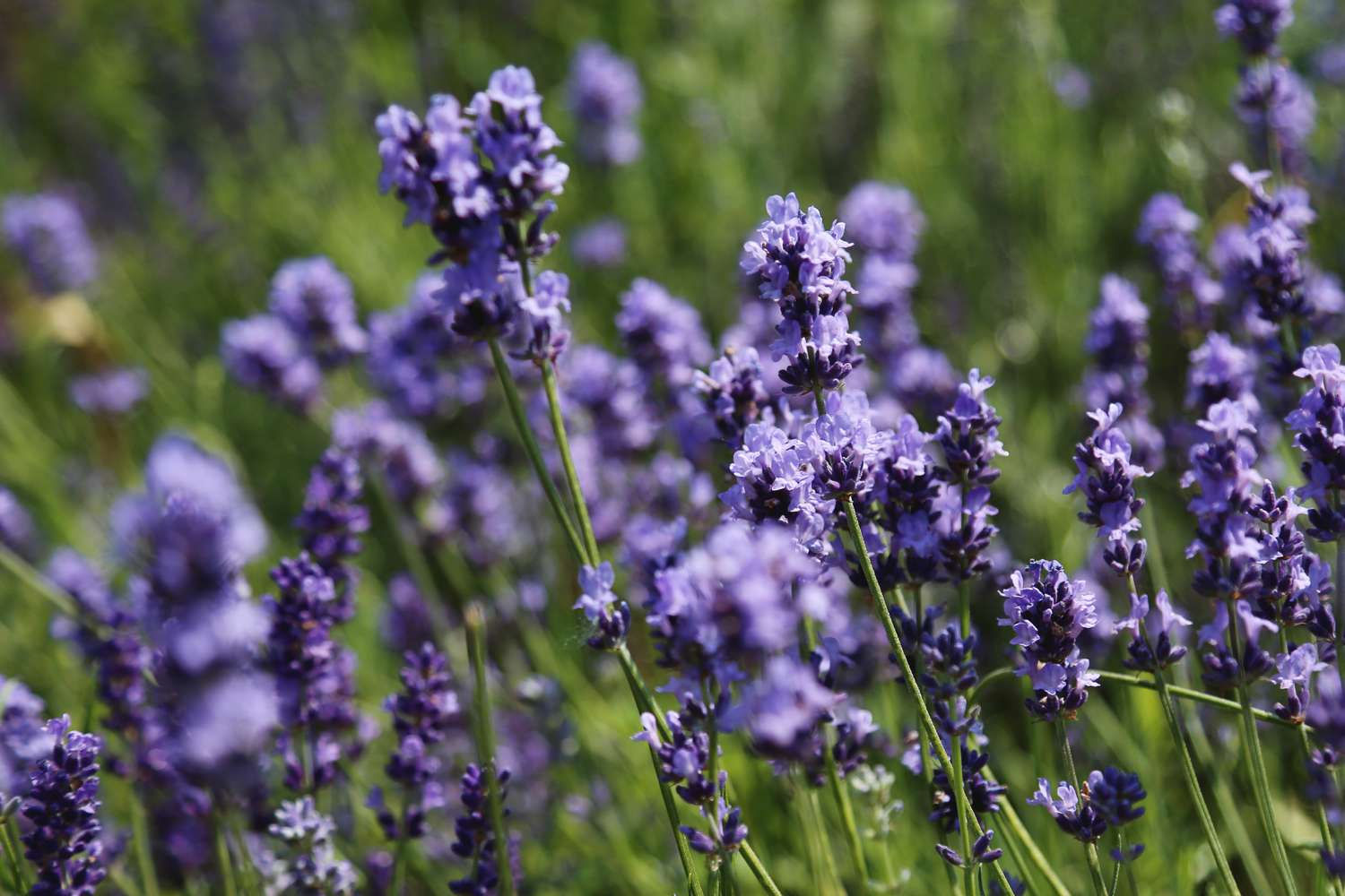 Purple Lavender Flowers on Blurred Gardening Background. 