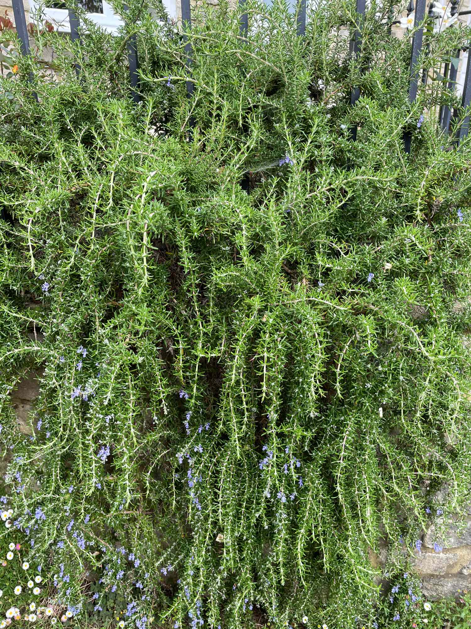 A dense bush of rosemary with small flowers