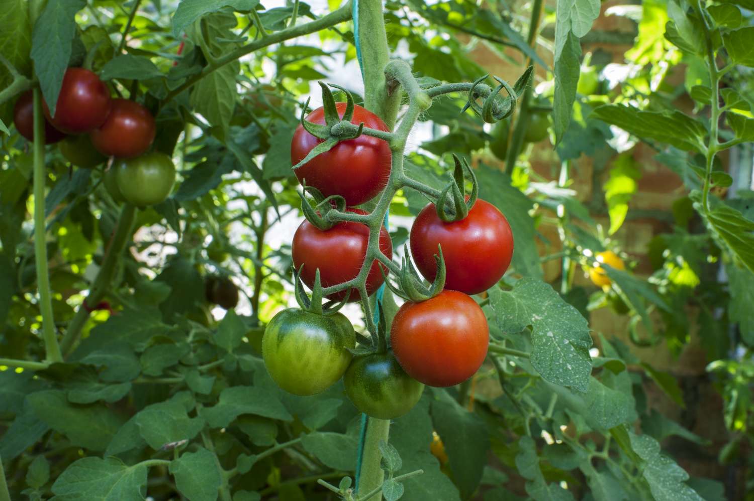 Ripe and unripe tomatoes growing on a vine in a garden