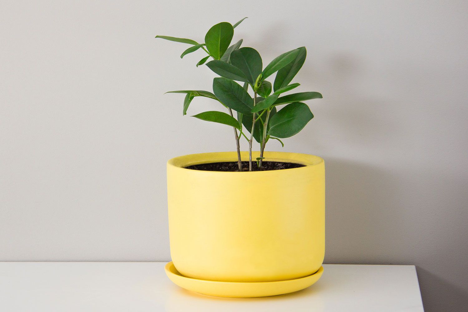 Ficus houseplant