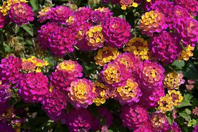 Background of yellow and red Lantana camara flowers