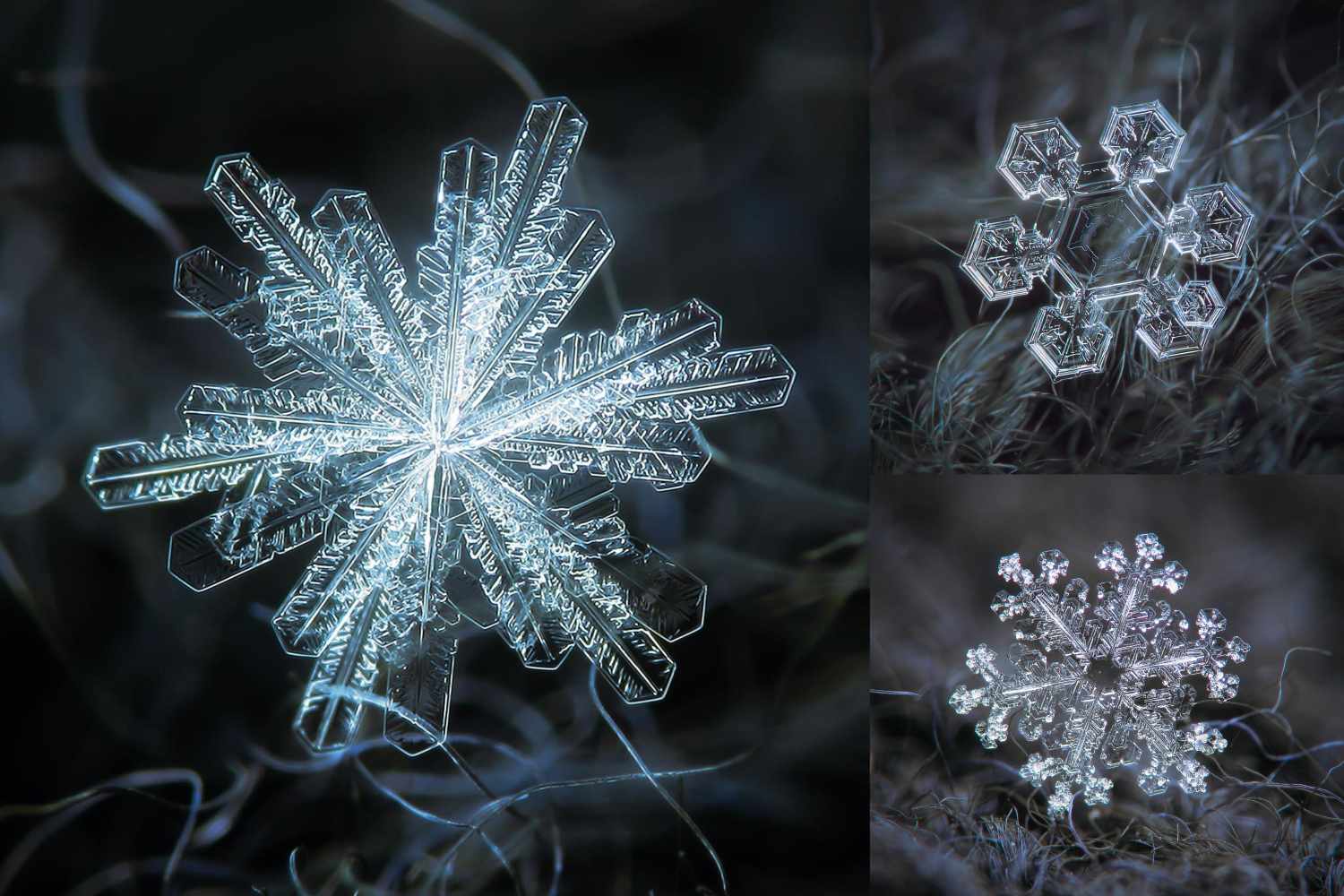 Closeup of three intricate snowflakes showcasing unique crystalline structures