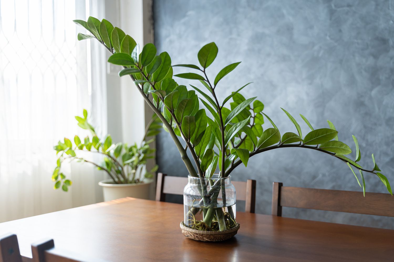Zz plant on dining room table